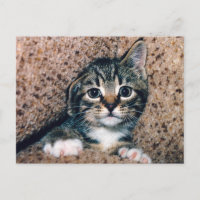 Süße getigerte Katze mit großen Augen schaut herau