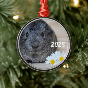 Süße glatte, silberne Agouti-Meerschweinchen und G Ornament Aus Metall