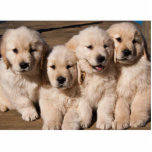 Süße golden retriever-Welpen Fotoskulptur Magnet<br><div class="desc">Eine Fotografie von vier niedlichen Welpen des goldenen Retrievers,  welche die Backe-zubacke schaut playful und glücklich sitzen.</div>