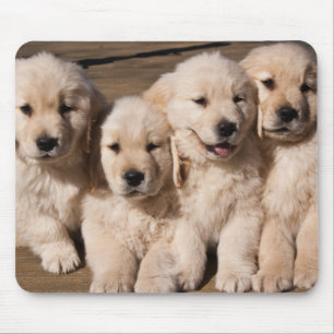 Süße golden retriever-Welpen Mousepad