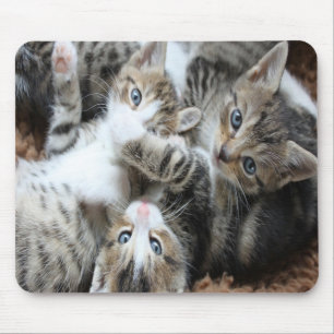 Süße graue dreifarbige Kätzchen/Fügen Sie das Foto Mousepad