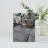 Süße graue getigerte Katze Postkarte (Stehend Vorderseite)