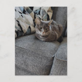 Süße graue getigerte Katze Postkarte (Vorderseite)