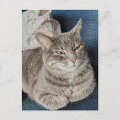 Süße Graue Tabby-Katze Postkarte (Vorderseite)
