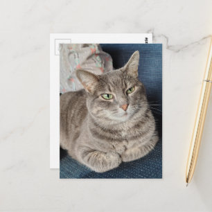 Süße Graue Tabby-Katze Postkarte