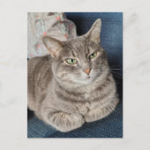 Süße Graue Tabby-Katze Postkarte (Vorderseite)