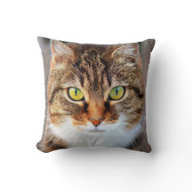 Süße grüne und gelbe Augen Katzen Gesicht