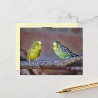Süße grüne und gelbe Wellensittiche nach Maß fotog Postkarte