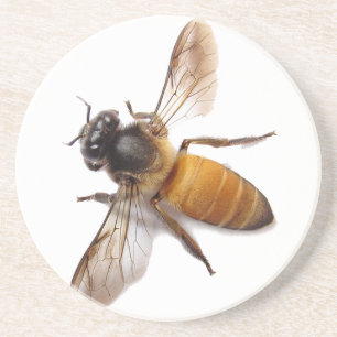 Süße Honigbiene Hummel  Sandstein Untersetzer