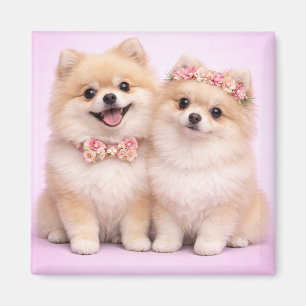Süße Illustration eines Pomeranian-Paares zum Vale Magnet