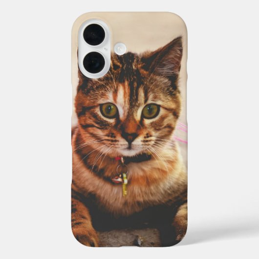 Süße junge getigerte Katze Kätzchen Tier Case-Mate iPhone Hülle (Rückseite)