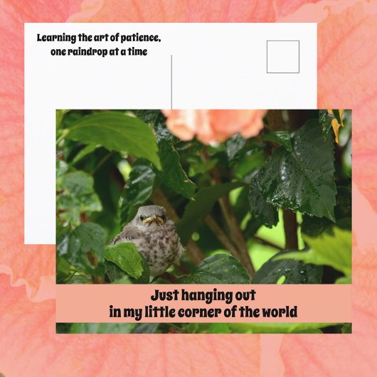 Süße Jungvögel Spottdrossel Wildlife-Fotografie Postkarte