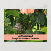 Süße Jungvögel Spottdrossel Wildlife-Fotografie Postkarte (Vorderseite)