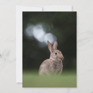 Süße Kaninchen-Natur-Fotokarte Einladung