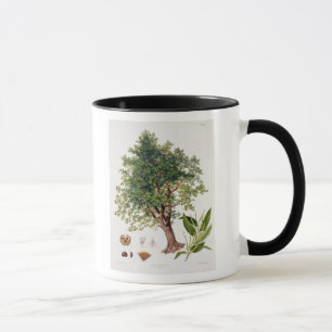 Süße Kastanie, graviert von A. Haase (Farbelitho Tasse