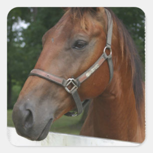 Süße Kastanien-Pferdeaufkleber Quadratischer Aufkleber