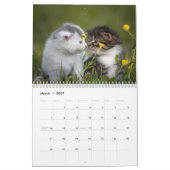 Süße Kätzchen 2027 Bengaltiger Kalender (Mär 2027)