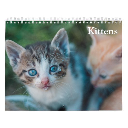 Süße Kätzchen 2027 Kalender (Titelbild)