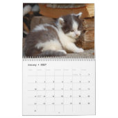 Süße Kätzchen 2027 Kalender (Jan 2027)