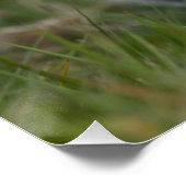 Süße Kätzchen Poster (Ecke)