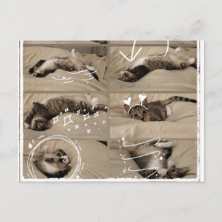 Süße Kätzchen-Postkarte Postkarte