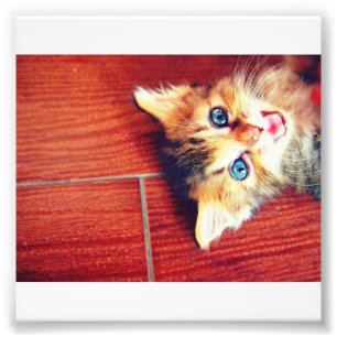 Süße Katze Fotodruck