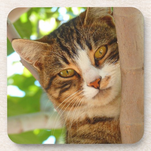 Süße Katze klettert auf einen Baum Getränkeuntersetzer (Vorderseite)