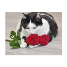 Süße Katze mit der roten Rose