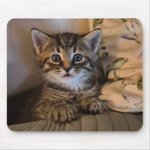 Süße Katze