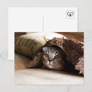 Süße Katze versteckt sich unter der Decke Postkarte