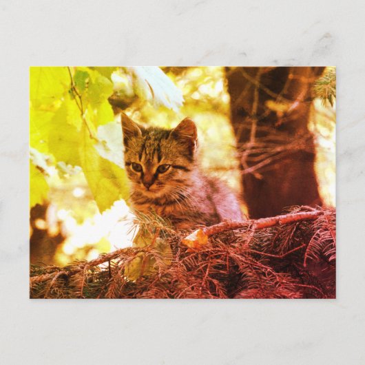 Süße Katzenfoto-Postkarte Postkarte (Vorderseite)