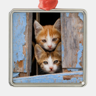 Süße Katzenkätzchen in einem blauen antiken Fenste Silbernes Ornament