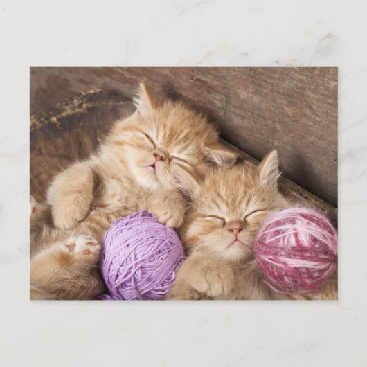 Süße Katzenpostkarte Postkarte (Vorderseite)
