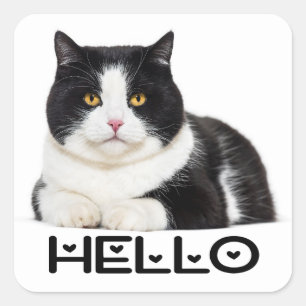 Süße Kitty Kitten Hallo Schwarz Weiß Katze Quadratischer Aufkleber