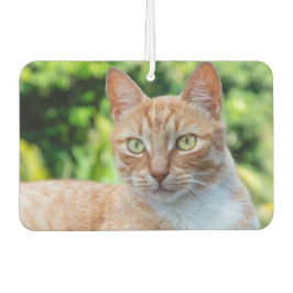 Süße kleine Kätzchen Autolufterfrischer