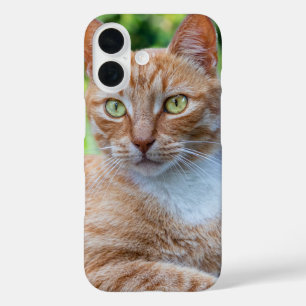 Süße kleine Kätzchen iPhone 16 Hülle