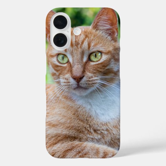 Süße kleine Kätzchen Case-Mate iPhone Hülle (Rückseite)
