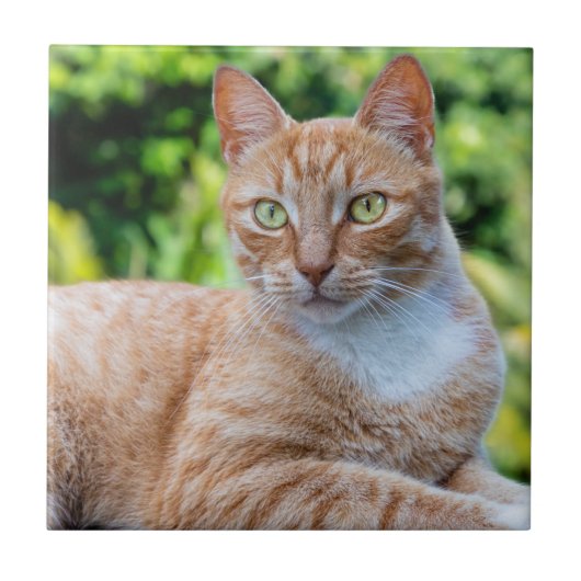 Süße kleine Kätzchen Fliese (Vorderseite)