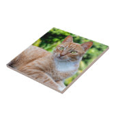 Süße kleine Kätzchen Fliese (Seite)