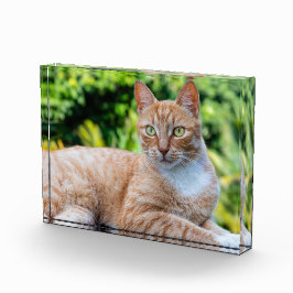 Süße kleine Kätzchen Fotoblock