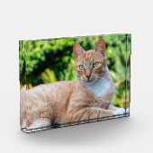 Süße kleine Kätzchen Fotoblock (Links)