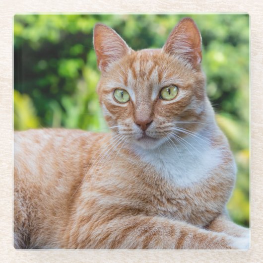 Süße kleine Kätzchen Glasuntersetzer (Vorderseite)