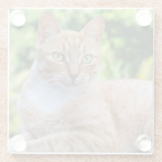 Süße kleine Kätzchen Glasuntersetzer (Rückseite)