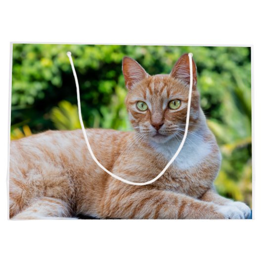 Süße kleine Kätzchen Große Geschenktüte (Rückseite)