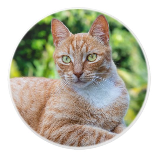 Süße kleine Kätzchen Keramikknauf (Vorderseite)