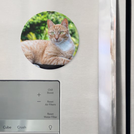 Süße kleine Kätzchen Magnet (In Situ (Kühlschrank))