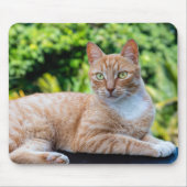 Süße kleine Kätzchen Mousepad (Vorne)