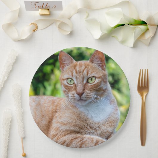 Süße kleine Kätzchen Pappteller (Hochzeit)