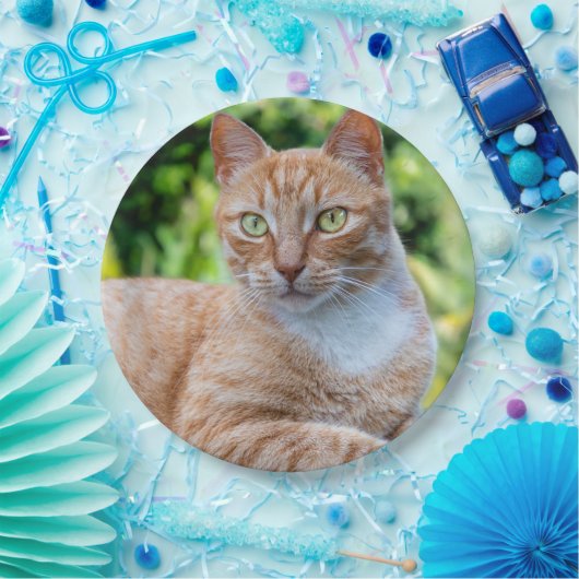 Süße kleine Kätzchen Pappteller (Party)