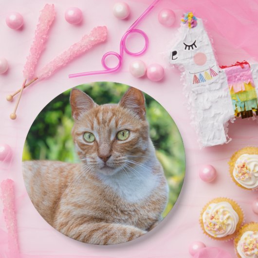 Süße kleine Kätzchen Pappteller (Party)